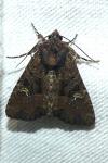 Mesapamea secalis
