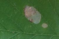 Phyllonorycter coryli