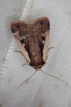 Ochropleura plecta