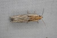 Eucosma gr. hohenwartiana