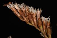 Coleophora limoniella