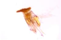 Cochylimorpha straminea