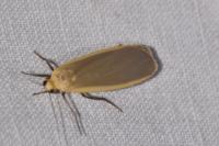 Katha depressa
