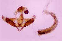 Augasma aeratella