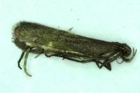 Aproaerema anthyllidella