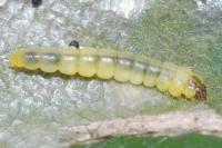 Phyllonorycter esperella