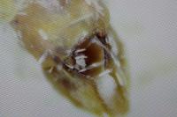 Epirrita autumnata