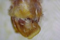 Epirrita christyi