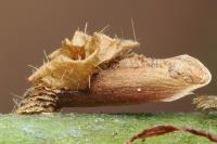 Coleophora violacea
