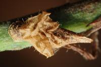 Coleophora violacea