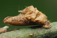 Coleophora violacea