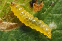 Stigmella incognitella