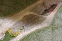 Phyllonorycter cerasicolella/spinicolella