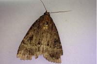 Amphipyra pyramidea