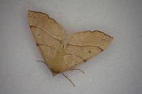Colotois pennaria