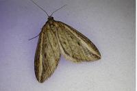Chesias legatella