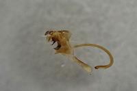 Cilix hispanica