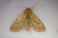 Sunira circellaris