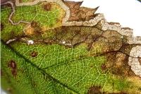 Stigmella centifoliella