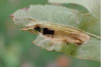 Phyllonorycter oxyacanthae