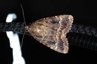 Amphipyra berbera/pyramidea