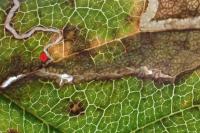 Stigmella centifoliella