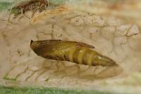 Phyllonorycter oxyacanthae