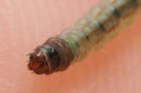 Scrobipalpa costella