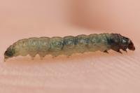 Scrobipalpa costella