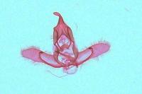 Cnephasia cupressivorana