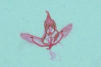 Cnephasia cupressivorana