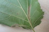 Phyllonorycter coryli