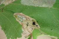 Phyllonorycter coryli