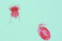 Cnephasia stephensiana