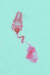 Acleris ferrugana