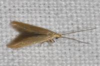 Coleophora flavipennella