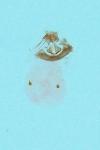 Pammene splendidulana