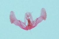 Notocelia roborana