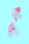 Epinotia immundana
