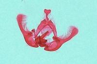 Endothenia marginana