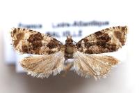 Orthotaenia undulana