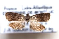 Grapholita funebrana