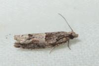 Crocidosema plebejana