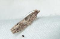 Crocidosema plebejana
