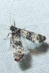 Hysterophora maculosana