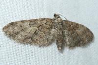Eupithecia abbreviata