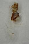 Cirrhia gilvago