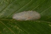 Phyllonorycter esperella