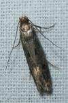 Niditinea fuscella