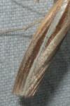 Agriphila latistria